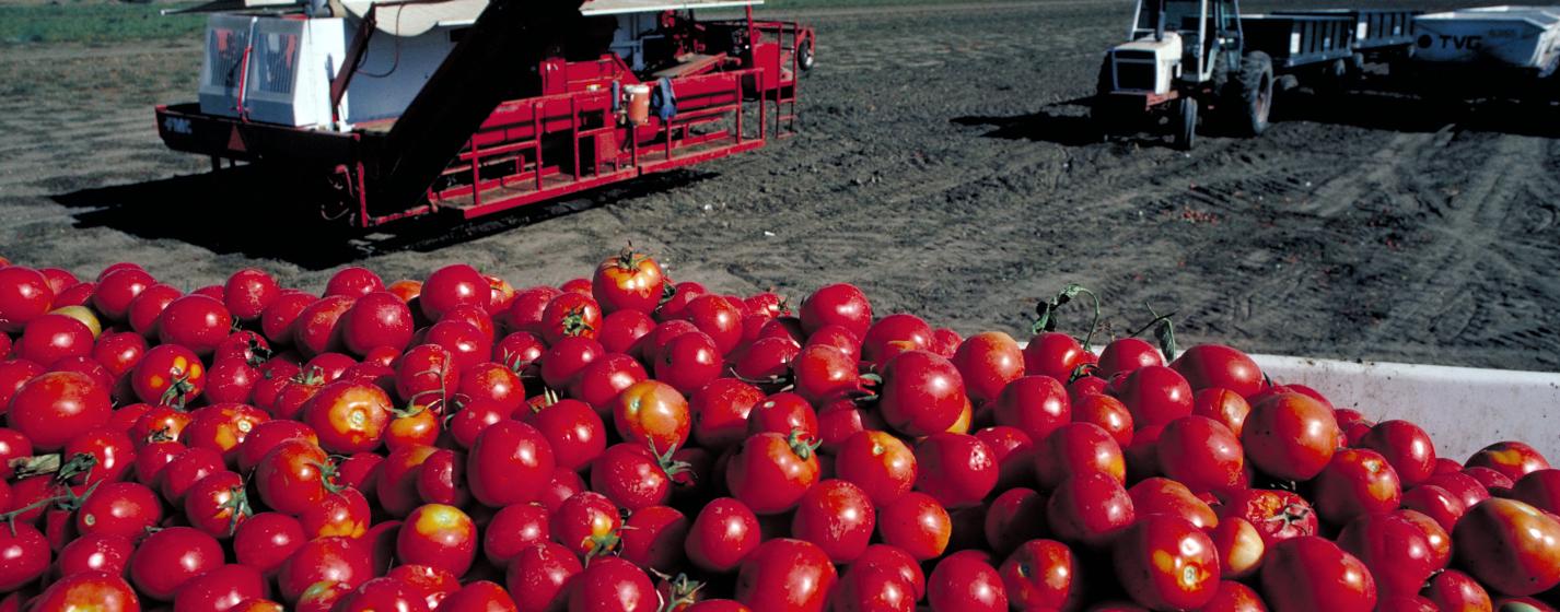 A pile of tomatoes near tractors