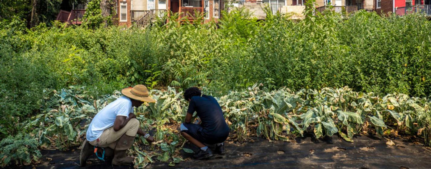 Two people bending down on knees near plants with houses in the background