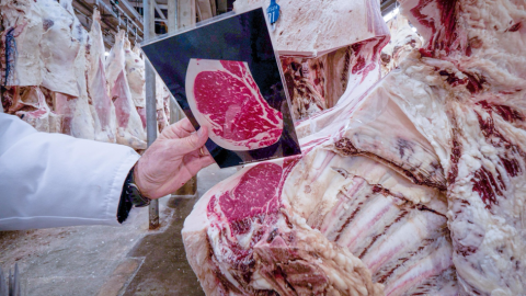 Graders use marbling standards cards to consistently establish correlations and score carcasses