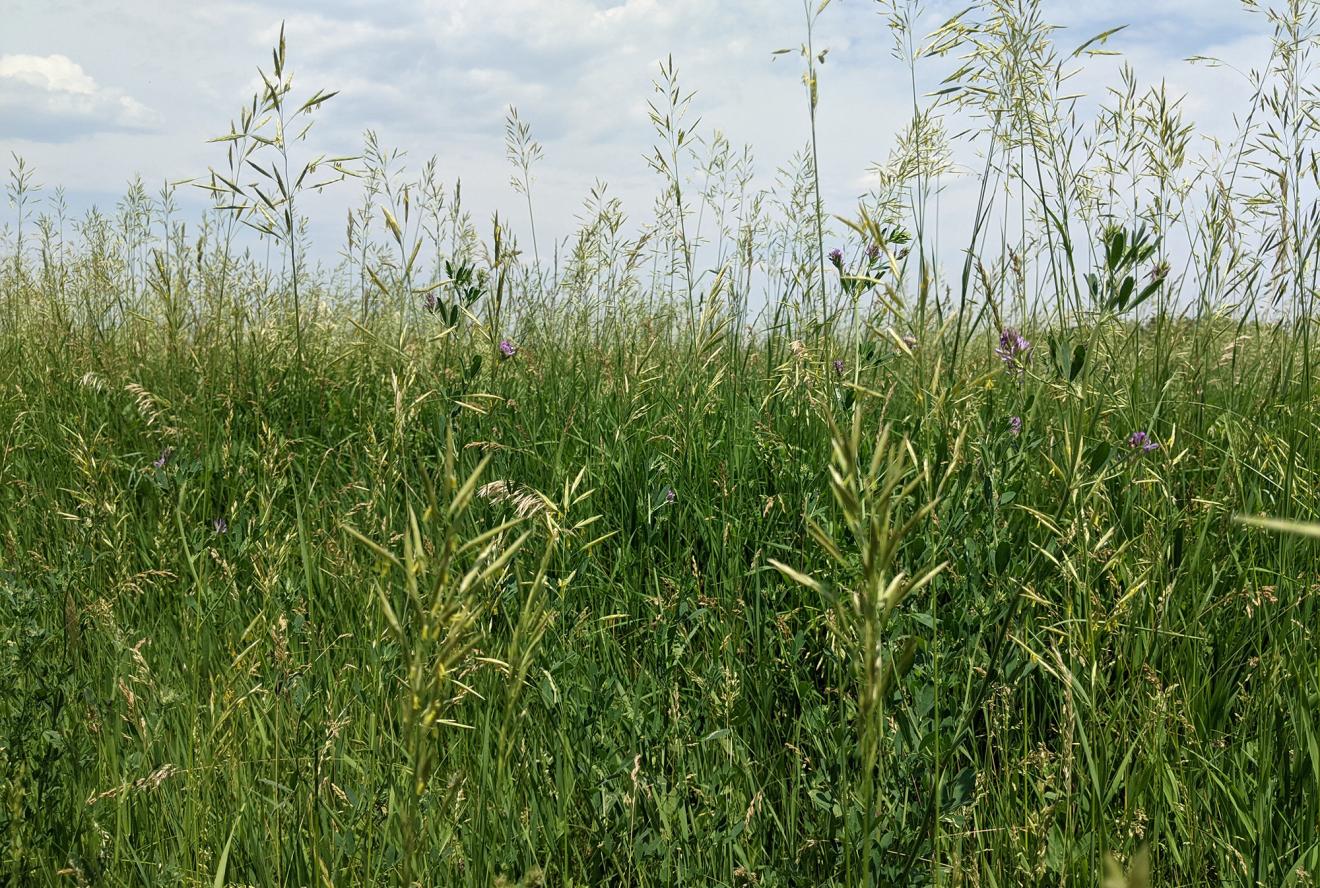 Closeup photo of green pasture grasses against a cloudy blue sky