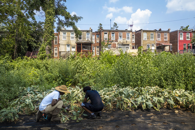 Two people bending down on knees near plants with houses in the background