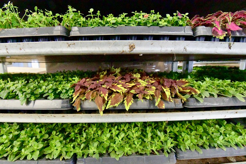 Urban innovative production grow operations