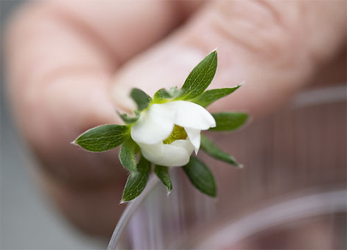 Urban innovative production zoomed in image of a new bud