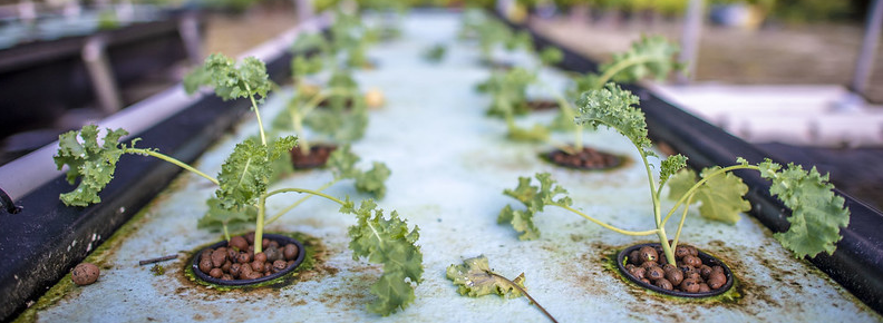 Urban Innovative plant growth production